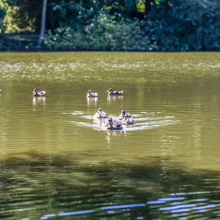 Pet Friendly In With View 度假居 布尔堡